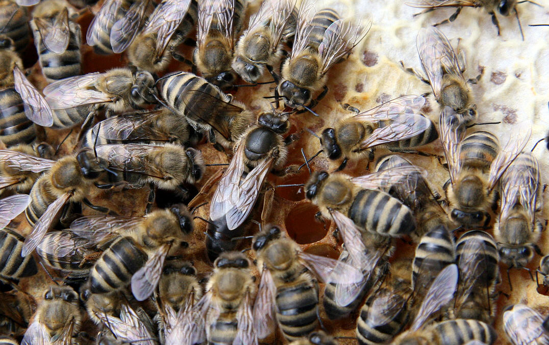 Die Bienen­kö­nigin und ihr Hofstaat