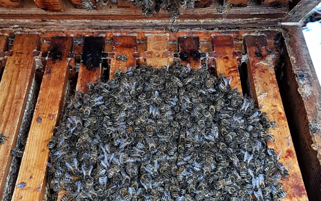 Was machen eigent­lich die Bienen im Winter?