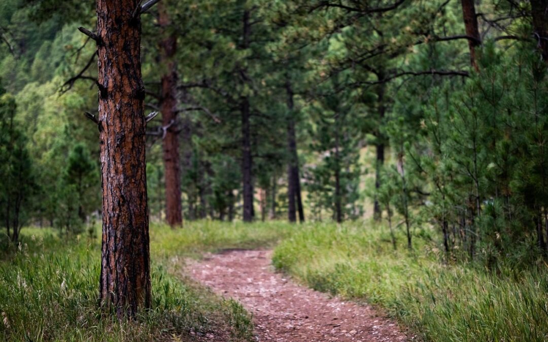 Wie wirkt sich der Klima­wandel auf unsere Wälder aus?