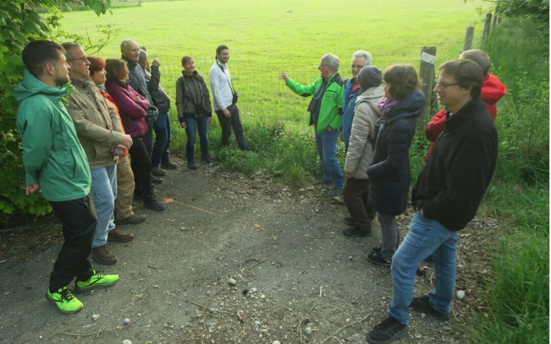 Kiebitze, Feldlerchen und Schafstelzen auf Oberschleißheimer Flur