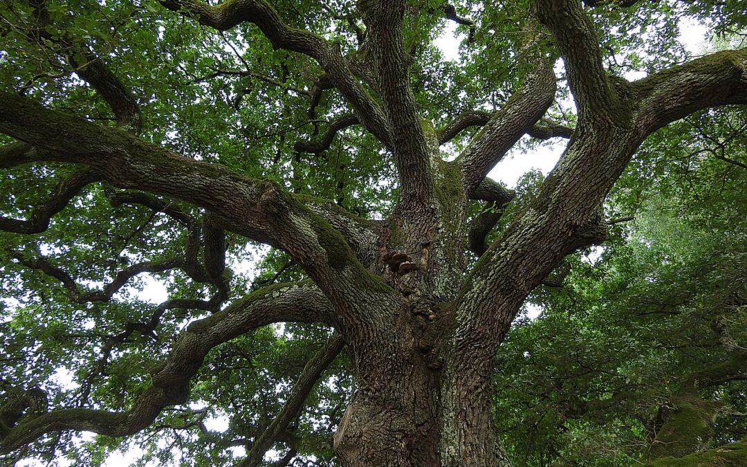 Thomas Mann im Schleiß­heimer Wald
