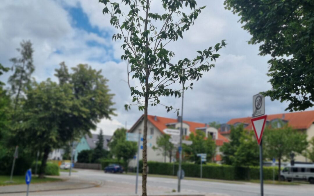 Gemein­derat Ober­schleiß­heim pflanzt einen Klima-Baum