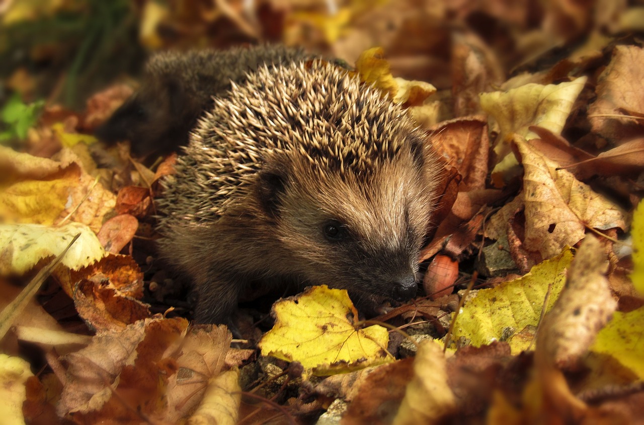 hedgehog-985315_1280