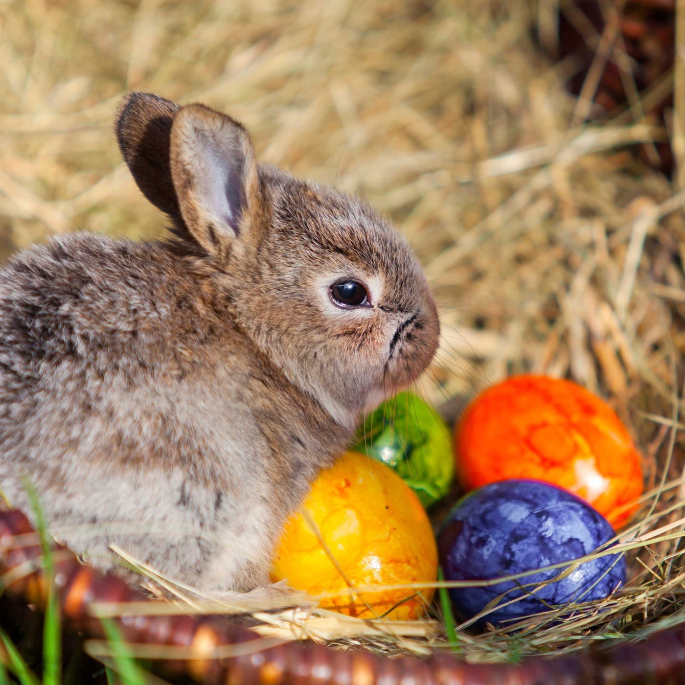 Osterhase