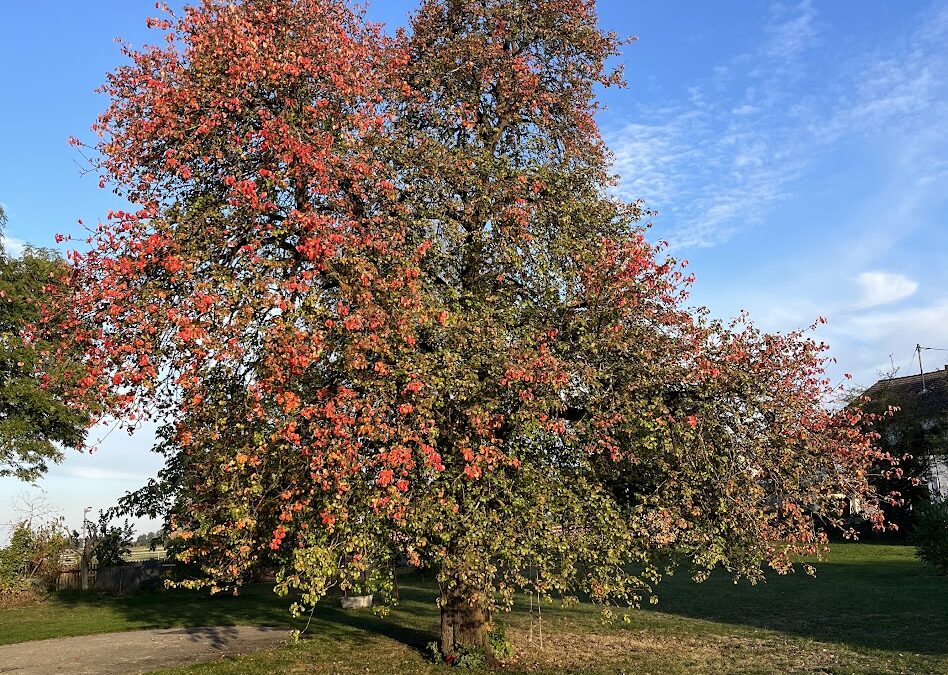 Herbst­zeit ist Pflanz­zeit